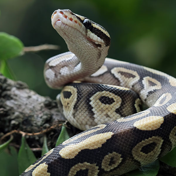 Ball Python Snake Wallpaper Page 2 Ball Python Images Free Ball Python Snake Wallpaper Page 2 Ball Python Images Free