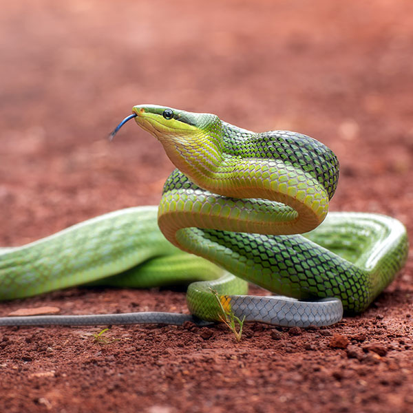 Red-tailed Green Rat Snake - Wildlife Images