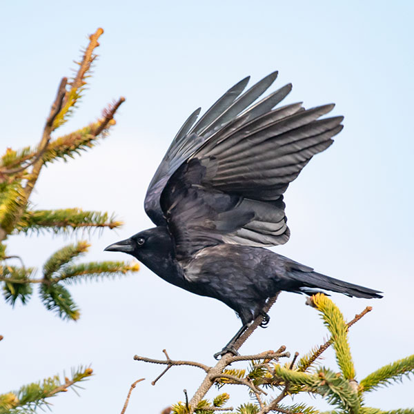 Found a Jay, Crow, or Raven?