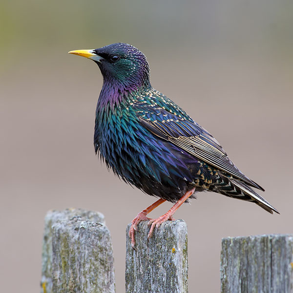 European Starling - Wildlife Images