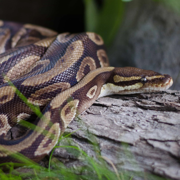 Ball Python