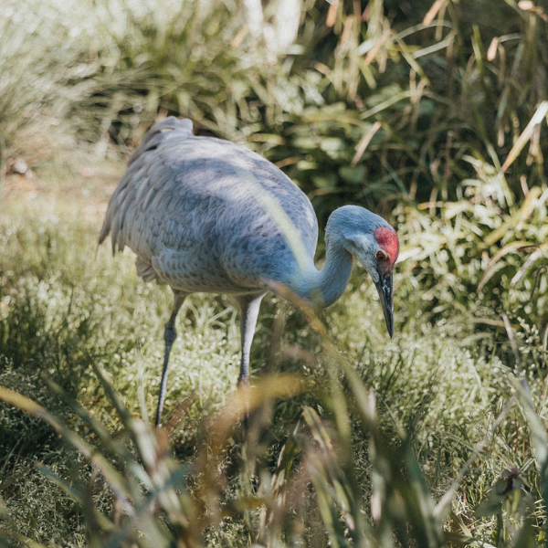 Sandhill Crane