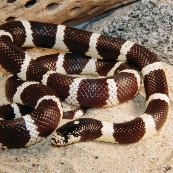 California Kingsnake