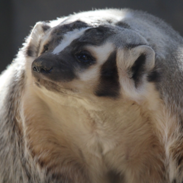 American Badger