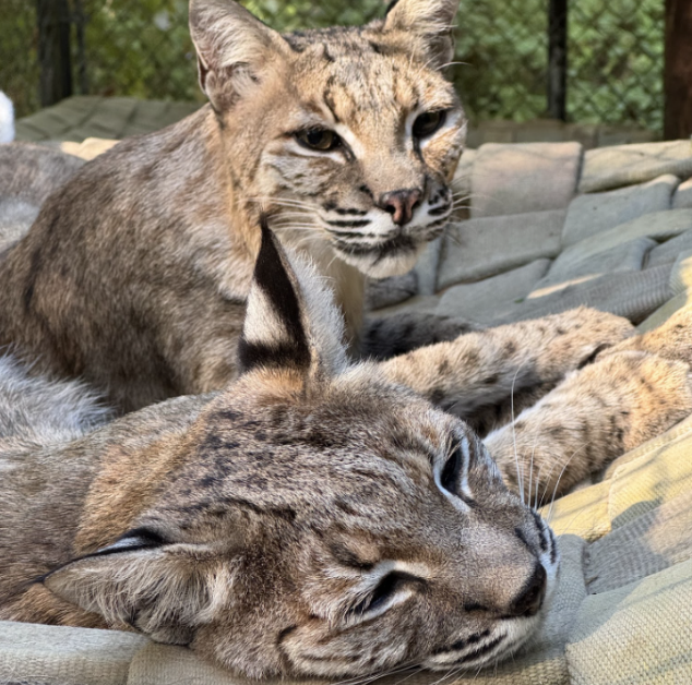 Bobcat