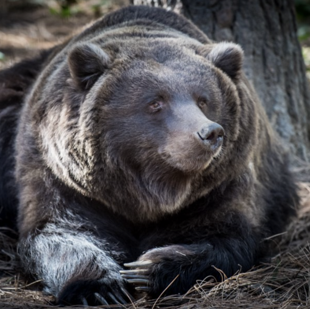 Brown Bear