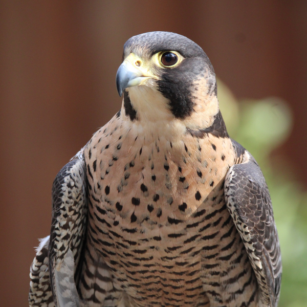 Peregrine Falcon