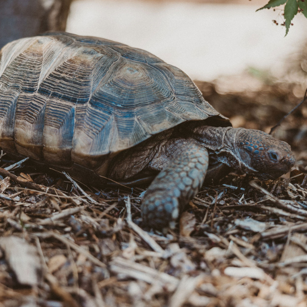 Desert Tortoise