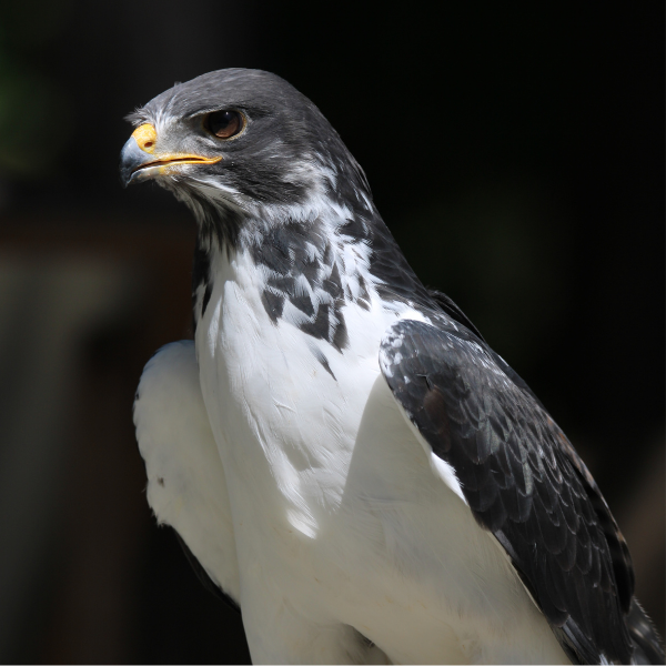 Augur Buzzard