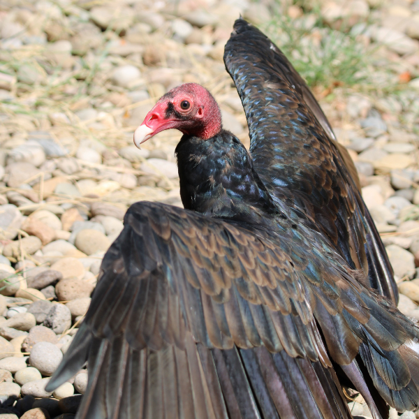 Turkey Vulture