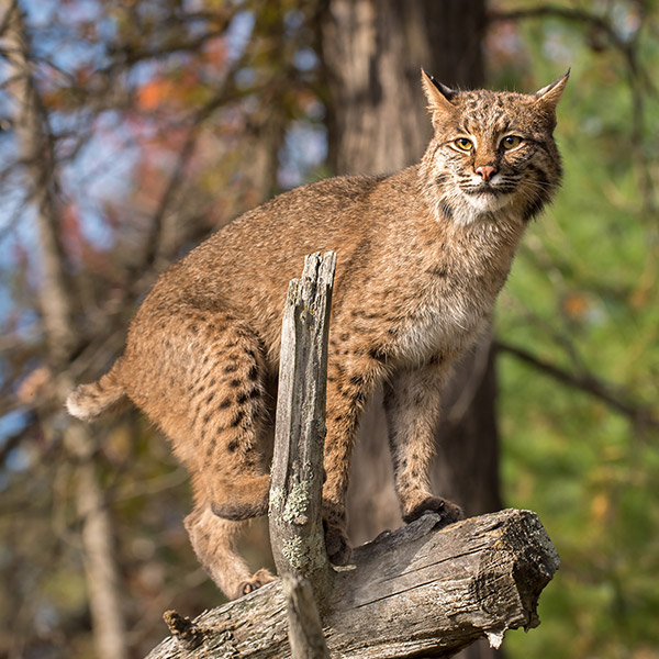 Bobcat - Wildlife Images