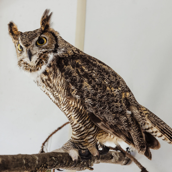 Great Horned Owl