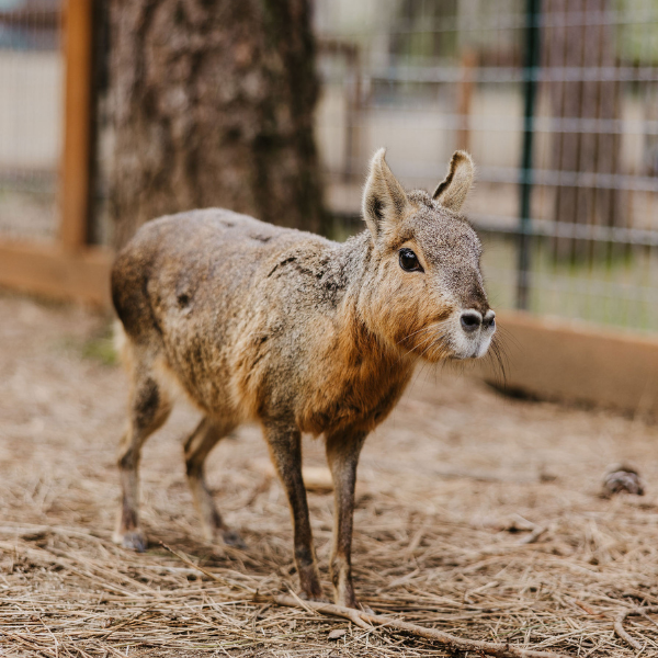 Patagonian Cavy