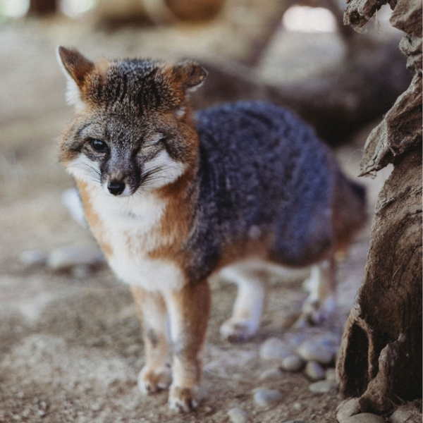 Gray Fox