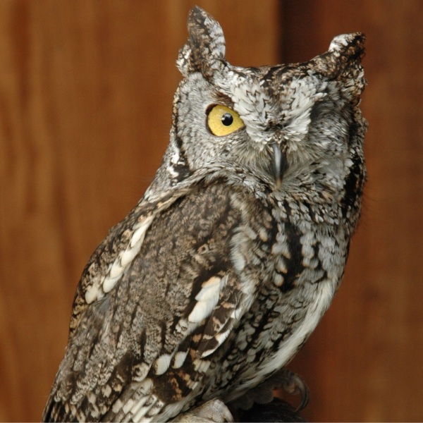 Western Screech Owl