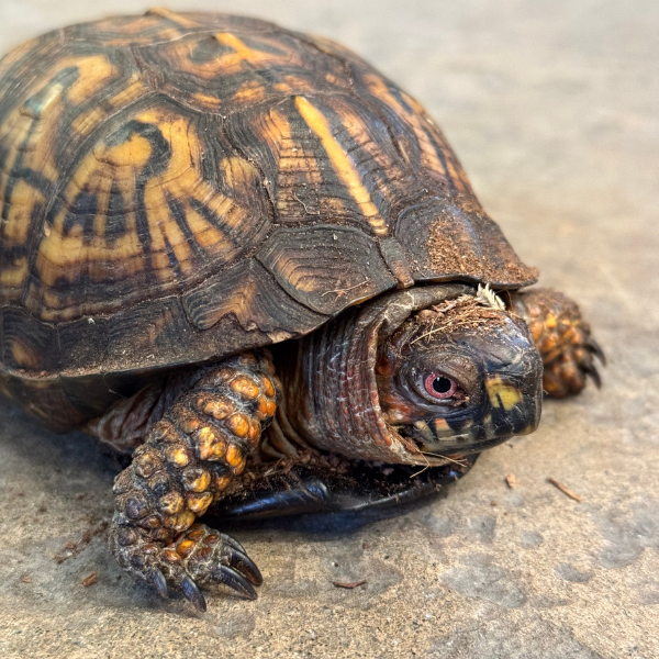 Eastern Box Turtle