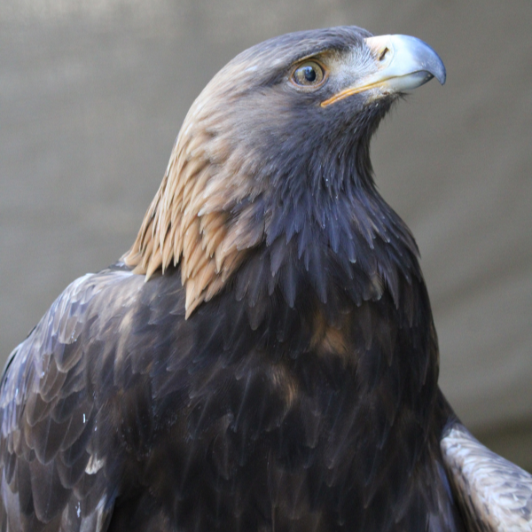 Golden Eagle