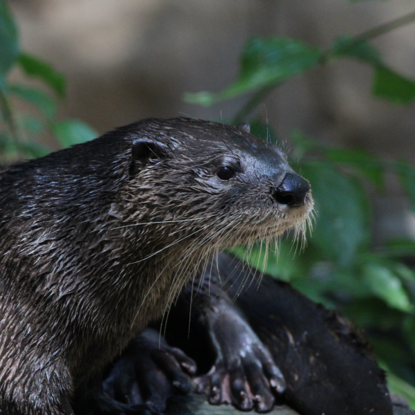 North American River Otter