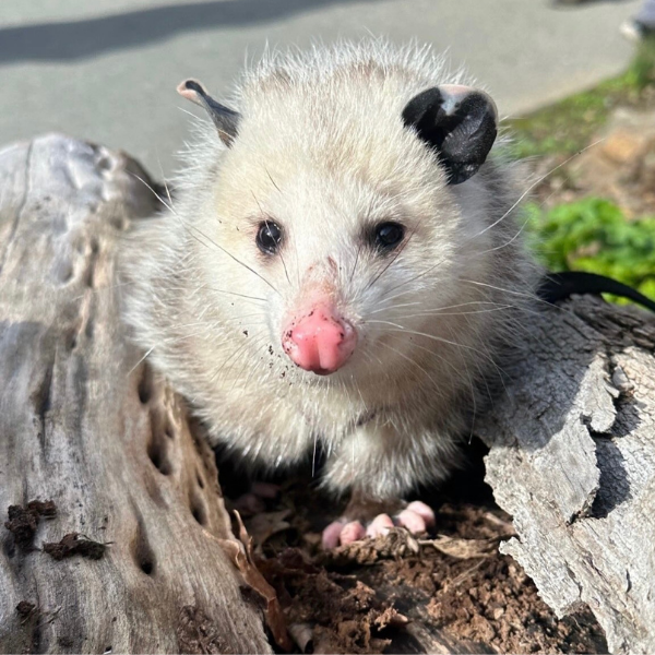 Virginia Opossum