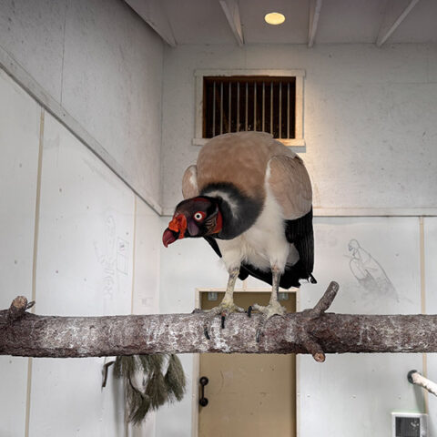 Monty - Wildlife Images