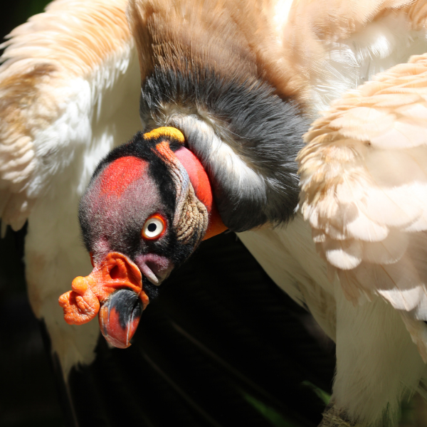 King Vulture