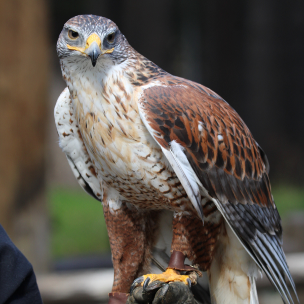 Ferruginous Hawk