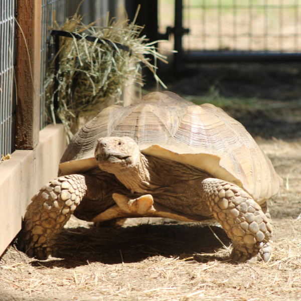 Sulcata Tortoise