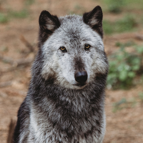Gray Wolf