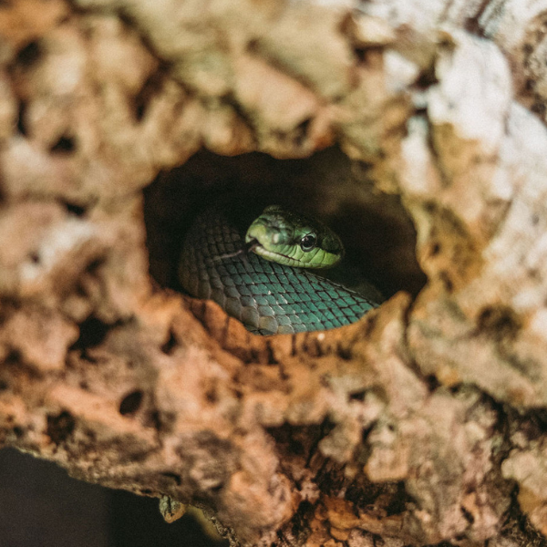 Red-tailed Green Rat Snake