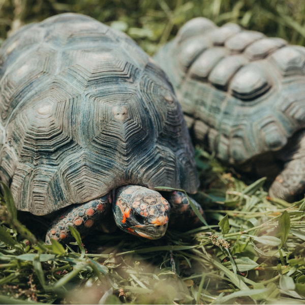 Red-Footed Tortoise