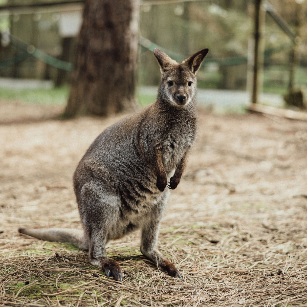 Bennett’s Wallaby