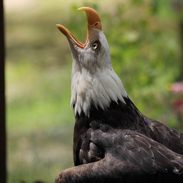 Bald Eagle
