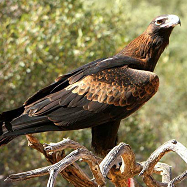 Wedge Tailed Eagle