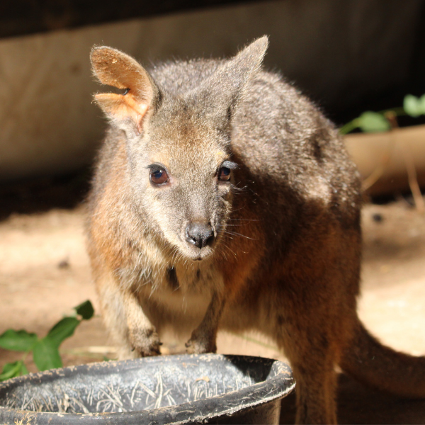Dama Wallaby