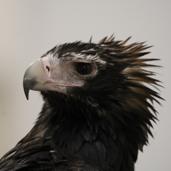 Wedge Tailed Eagle