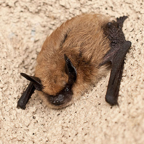 Found a Bat?