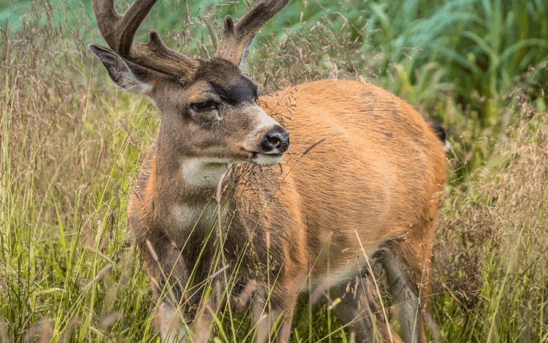 Found a Deer?