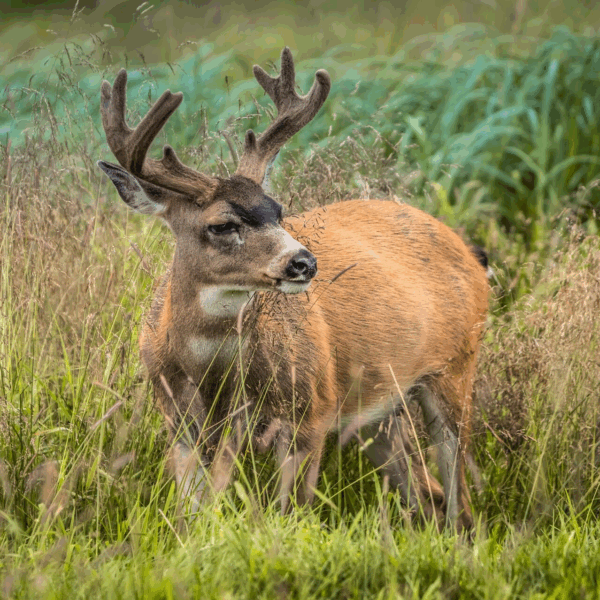 Found a Deer?