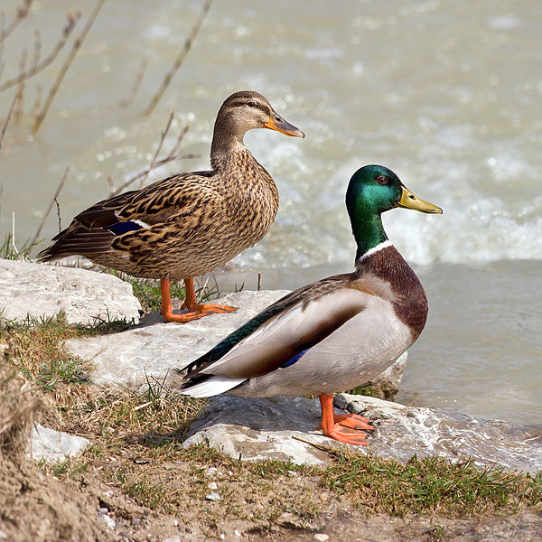 Found a Duck, Goose, or Other Waterbird?