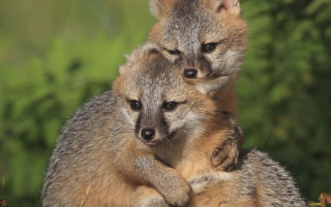 Found a Fox?