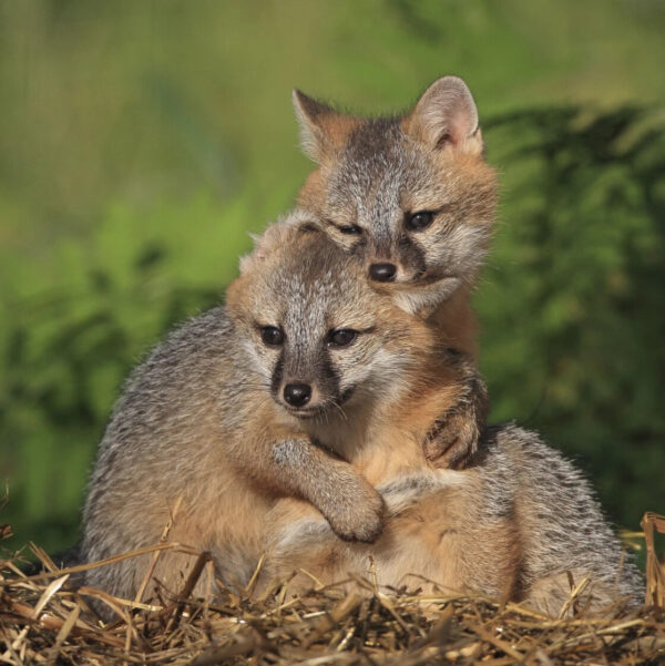 Found a Fox?