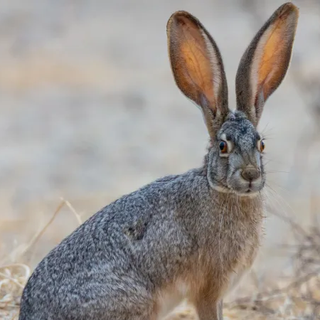 Found a Rabbit?