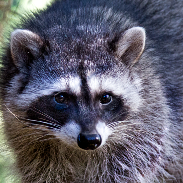 Found a Raccoon?