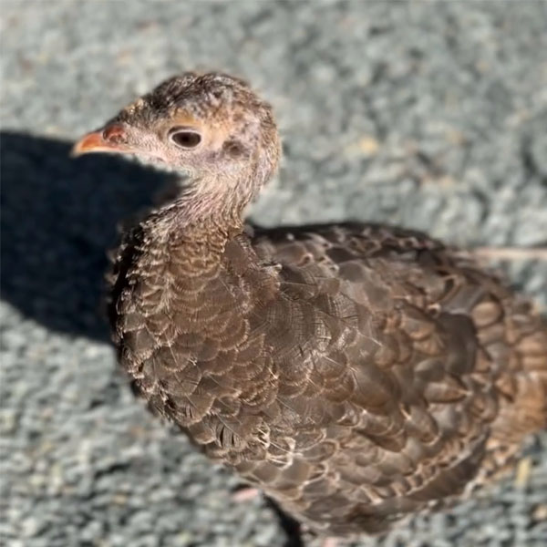 Found a Wild Quail or Wild Turkey?