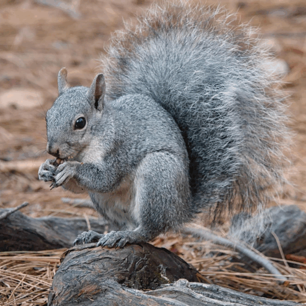Found a Small Mammal? 