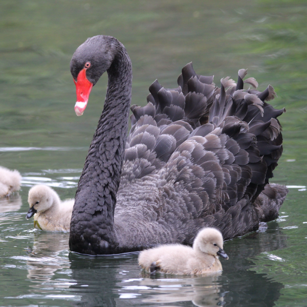 Black Swan