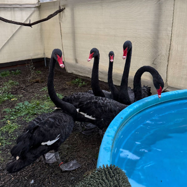 Black Swan
